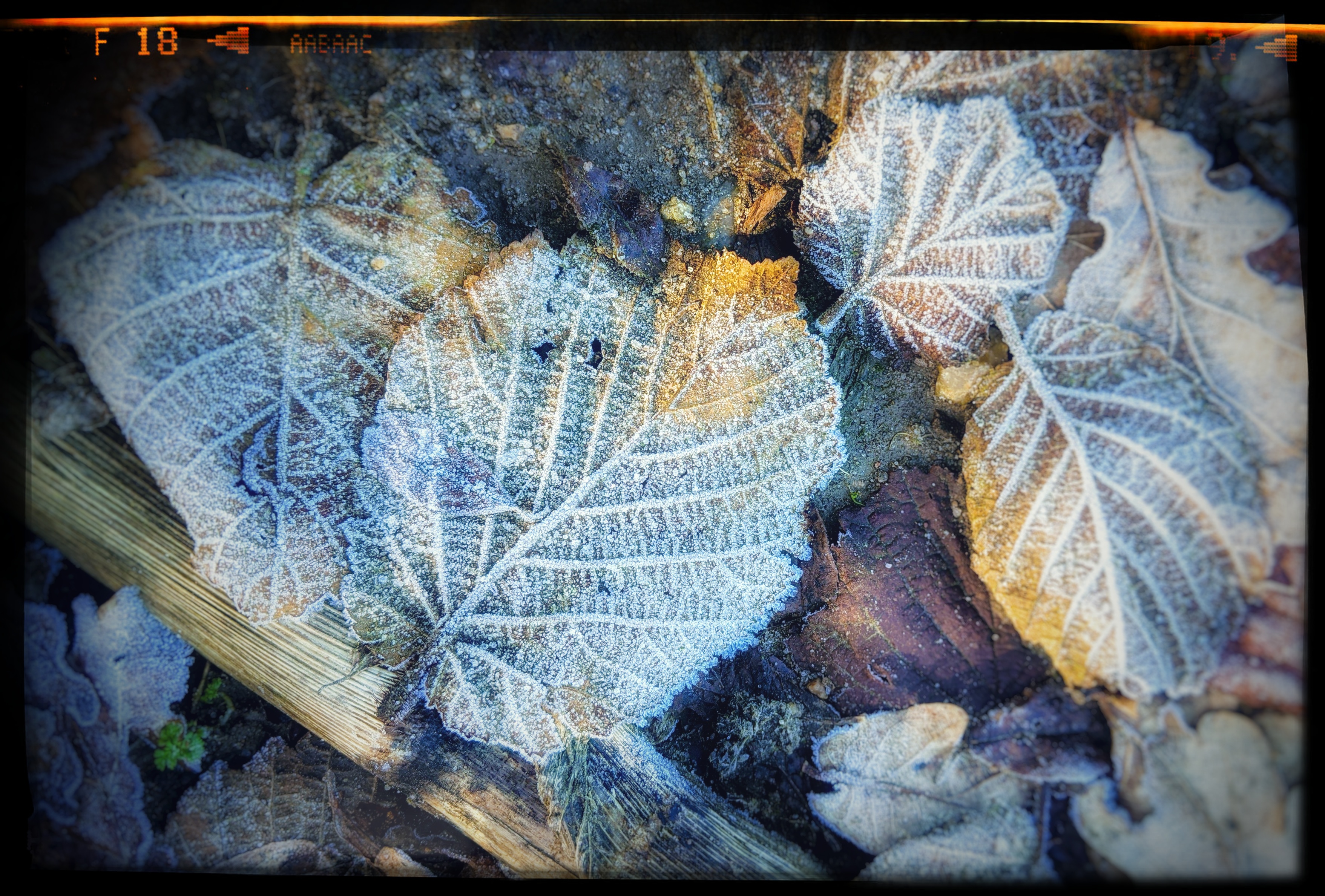 Frost auf den Feldern
